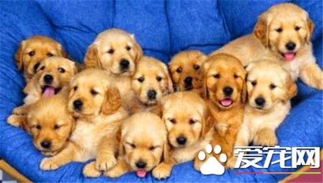 宠物总是离奇死亡，原来家中被人放了汲血符！