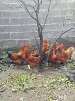 小外甥“缩阳”，是因为看到阉鸡所致？