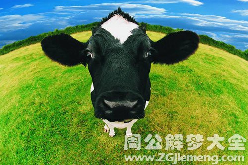 梦见牛