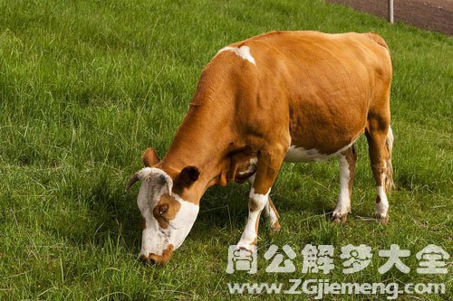 梦见牛