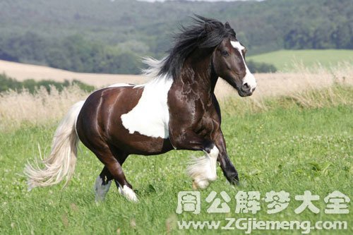 梦见马