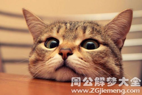 梦见猫