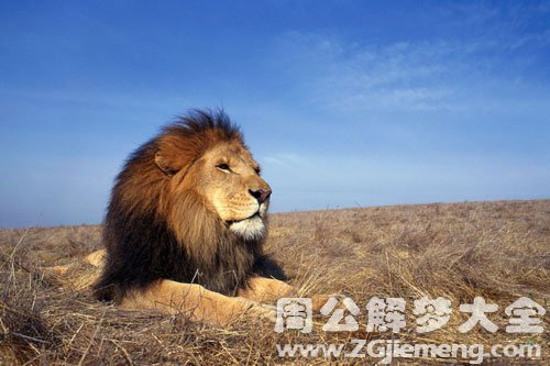 梦见雄狮