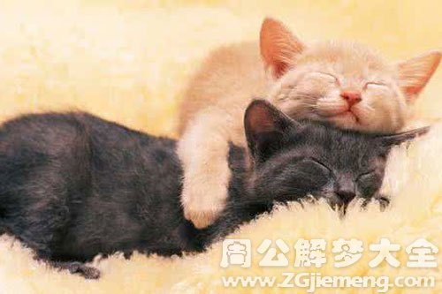 梦见小猫扑到怀里
