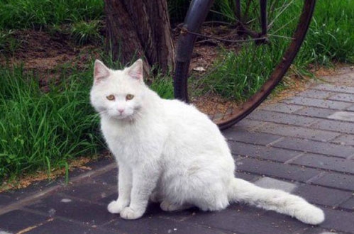 白猫