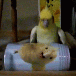 来啊，互相伤害！