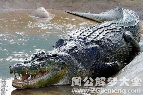 庞然大物