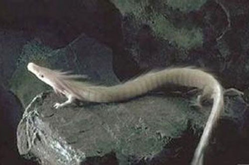 龍究竟是什么样的生物？