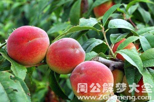 梦见挑子