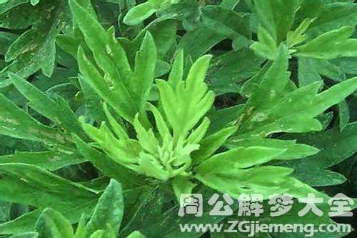 梦见艾蒿
