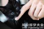 梦见被猫咬是什么意思