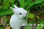 梦见兔子是什么意思