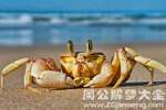 梦到螃蟹的寓意
