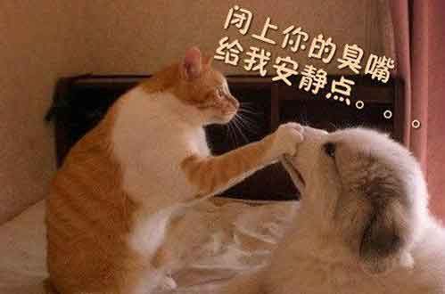 居然梦见了……