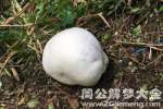 村民发现一株野生真菌 如同足球一样大