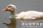 梦见鸭子预示你有财运