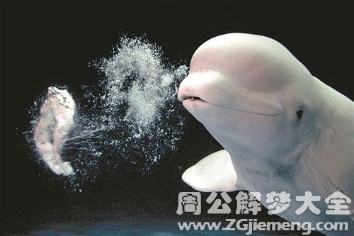 梦见白鲸