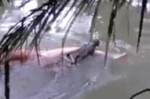 鳄鱼将男子拖入水中 次日将尸体送回