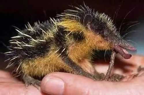 低地斑纹马岛猬