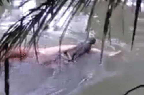 鳄鱼将男子拖入水中-次日将尸体送回