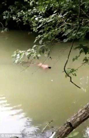 鳄鱼将男子拖入水中-次日将尸体送回