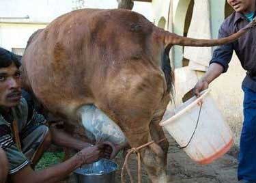 不可思议的印度：18岁女子竟与流浪狗成婚