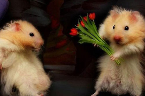 你会怀疑别人的示爱吗