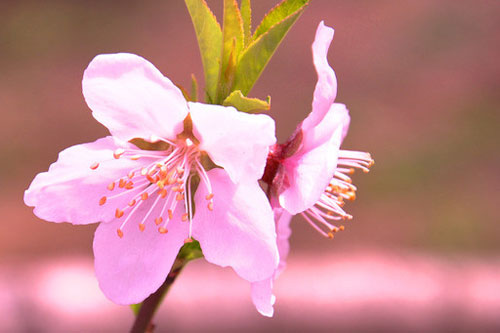 最近你会有桃花吗