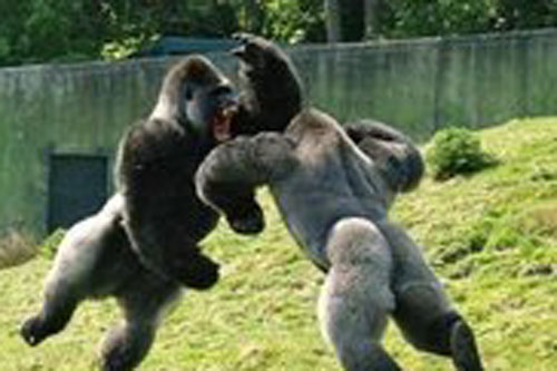 你的情敌会藏在身边吗