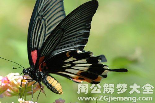 昆虫测试你在公司混的好不好