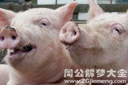 在老板的眼中你是猪头吗