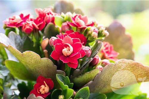 梦见这个-意味着将能得到好处！