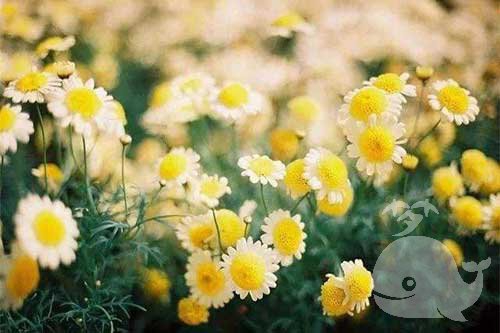 梦见这个-生活中遇到很多不如意-小心！