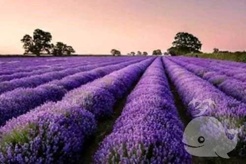 做此梦-不久会有令人振奋的好消息