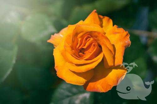 做此梦-近期防止与人发生金钱纠纷