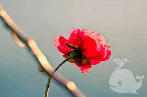 做此梦-暗示梦者可能会遇到危险