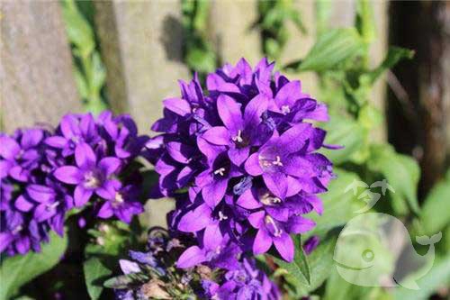 梦此事-预示梦者财运将会变好