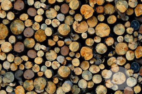 梦见很长的木头