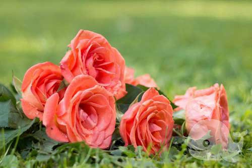 梦见此事-一直是财和福的象征