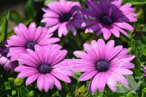 做此梦-预示着梦者将有喜事或者遇到幸运