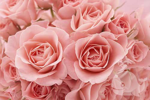 做此梦-预示将收到远方传来的好消息