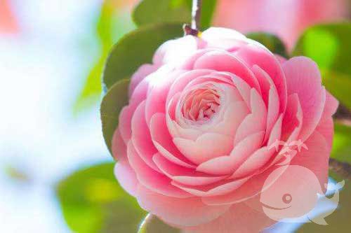 梦见此事-预示长寿和财富的象征