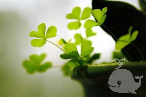 做此梦-预示着做梦者的幸福生活