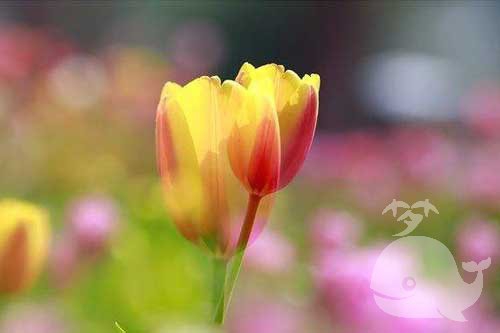 梦见此事-生活将会变的美好幸福