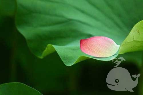 梦见此事-预示着会与人发生争吵