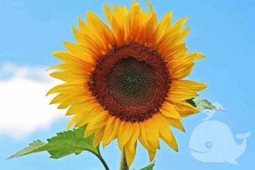 做此梦-预示梦者近期会有吉运