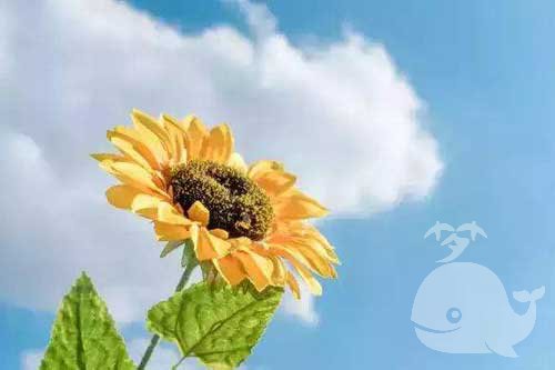 梦见此事-预示困难过去后就是收获