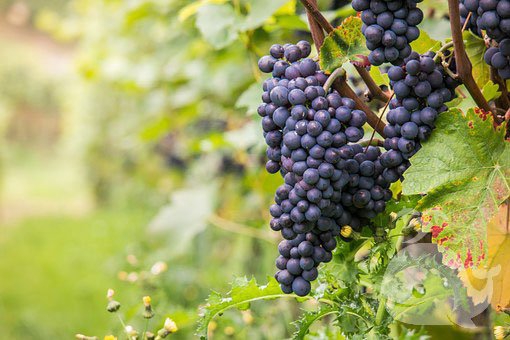 梦见此事-预示梦者近期会有祥瑞