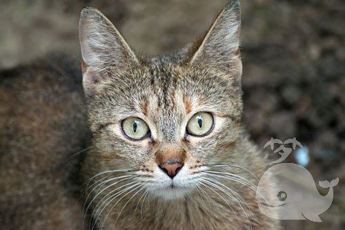 梦见别人给猫剥皮