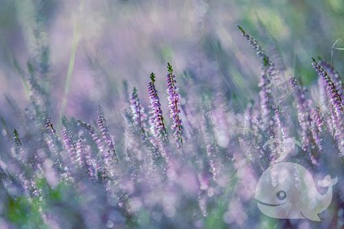 梦见此事-预示家里要发生争吵